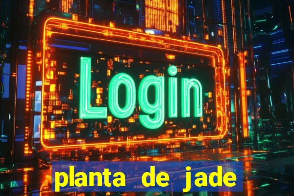 planta de jade significado espiritual